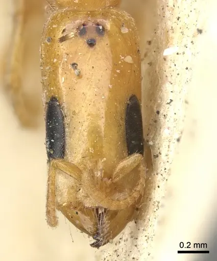 Pseudomyrmex filiformis - CASENT0902920