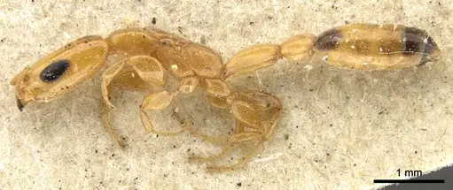 Pseudomyrmex filiformis - CASENT0902920