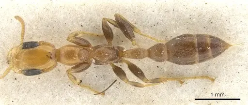 Pseudomyrmex filiformis - CASENT0902921