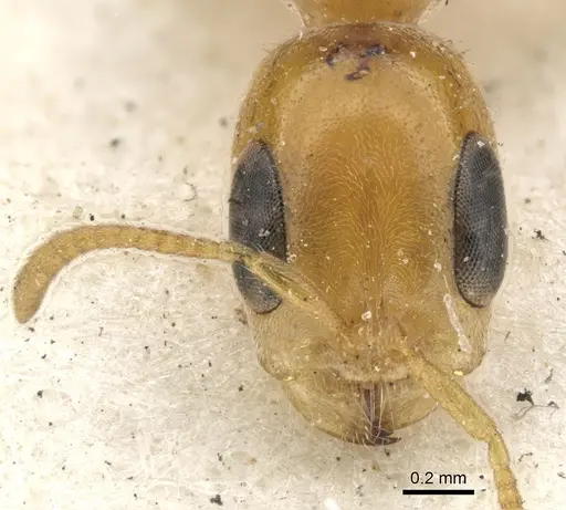 Pseudomyrmex filiformis - CASENT0902921