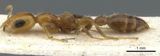 Pseudomyrmex filiformis - CASENT0902921