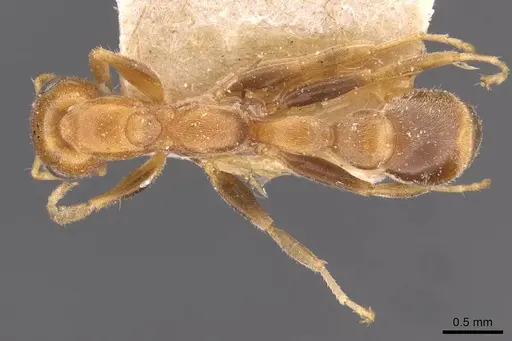 Pseudomyrmex filiformis - CASENT0907498