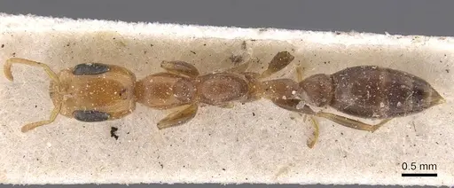 Pseudomyrmex filiformis - CASENT0907539
