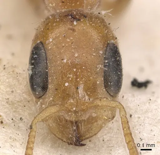 Pseudomyrmex filiformis - CASENT0907539