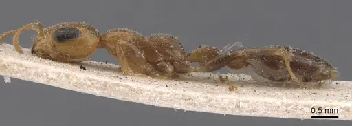 Pseudomyrmex filiformis - CASENT0907539