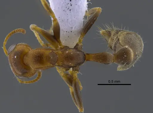 Pseudomyrmex filiformis - CBUMAGENT41805