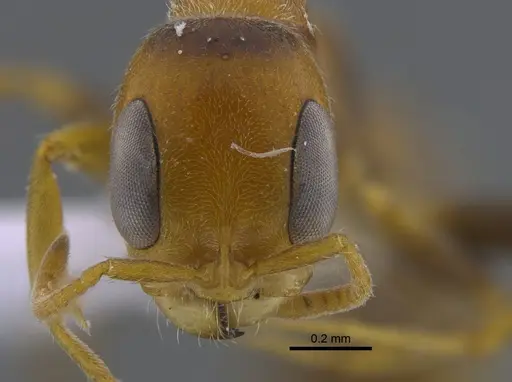 Pseudomyrmex filiformis - CBUMAGENT41805