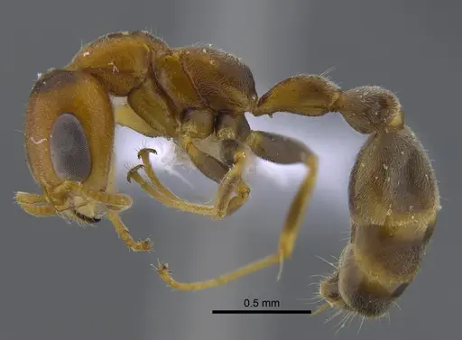 Pseudomyrmex filiformis - CBUMAGENT41805