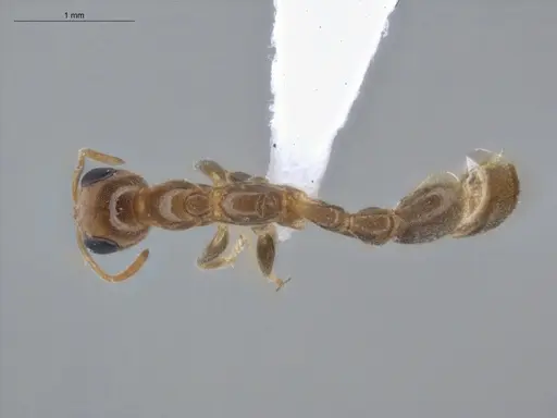 Pseudomyrmex filiformis - ECOFOG-BUG-1361-06