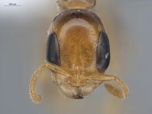 Pseudomyrmex filiformis - ECOFOG-BUG-1361-06