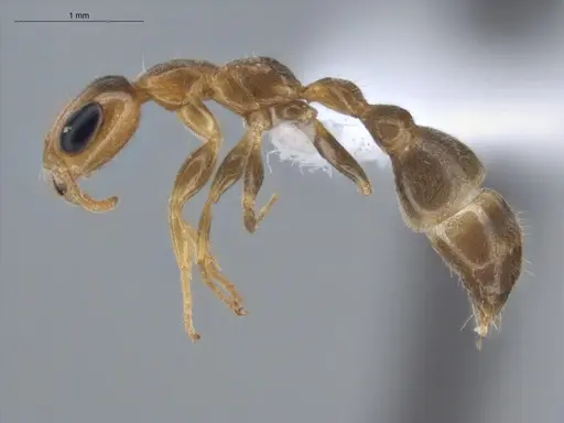 Pseudomyrmex filiformis - ECOFOG-BUG-1361-06