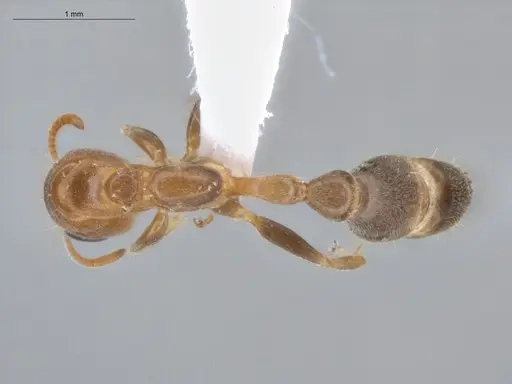 Pseudomyrmex filiformis - ECOFOG-BUG-1608-06