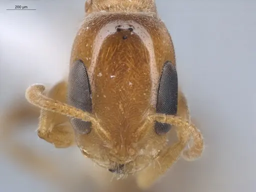 Pseudomyrmex filiformis - ECOFOG-BUG-1608-06