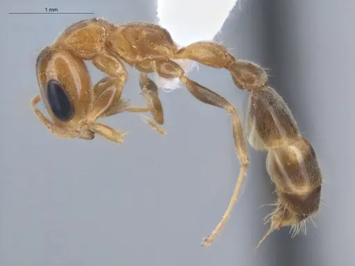 Pseudomyrmex filiformis - ECOFOG-BUG-1608-06