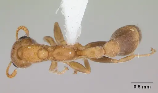 Pseudomyrmex filiformis - LACMENT142543