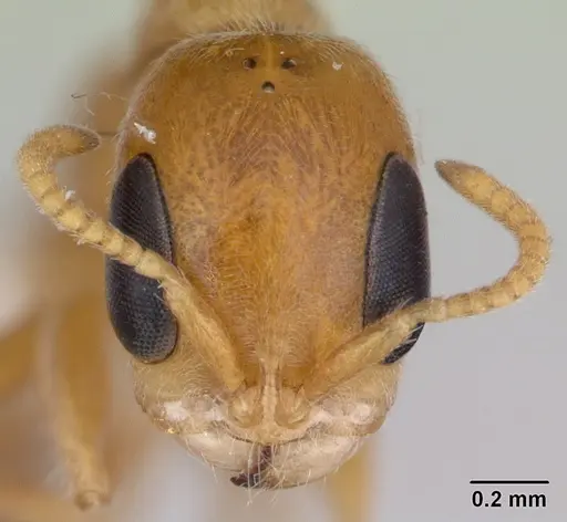 Pseudomyrmex filiformis - LACMENT142543