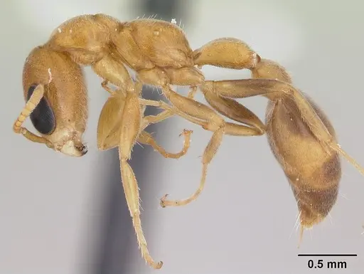 Pseudomyrmex filiformis - LACMENT142543