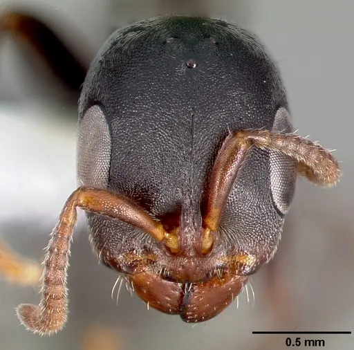 Pseudomyrmex flavicornis specimen
