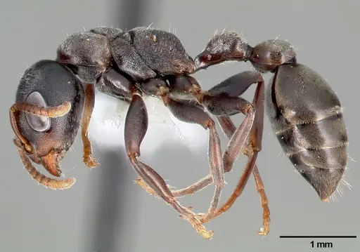 Pseudomyrmex flavicornis specimen