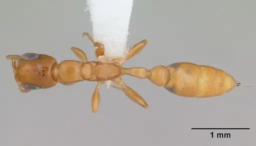 Pseudomyrmex flavidulus specimen