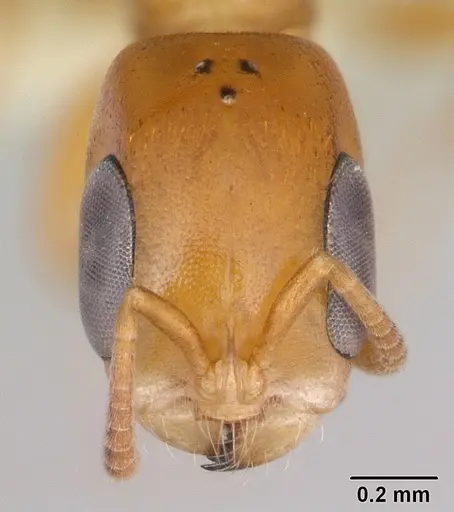 Pseudomyrmex flavidulus specimen