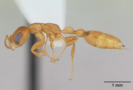 Pseudomyrmex flavidulus specimen