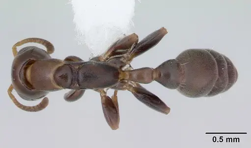 Pseudomyrmex flavidulus - CASENT0173755