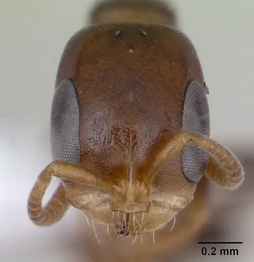 Pseudomyrmex flavidulus - CASENT0173755