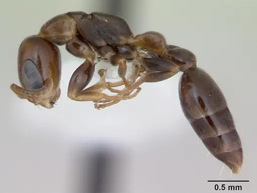 Pseudomyrmex flavidulus - CASENT0173755