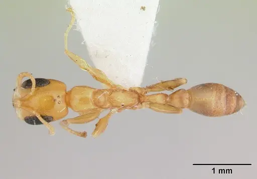 Pseudomyrmex flavidulus - CASENT0178623