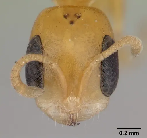 Pseudomyrmex flavidulus - CASENT0178623