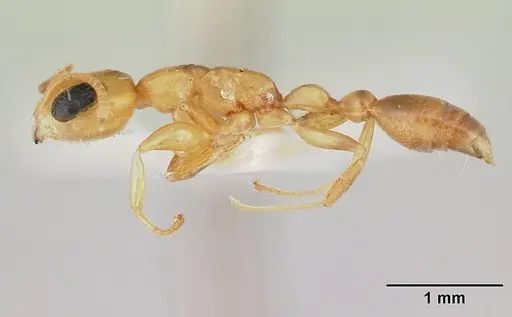 Pseudomyrmex flavidulus - CASENT0178623