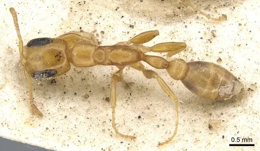 Pseudomyrmex flavidulus - CASENT0902895