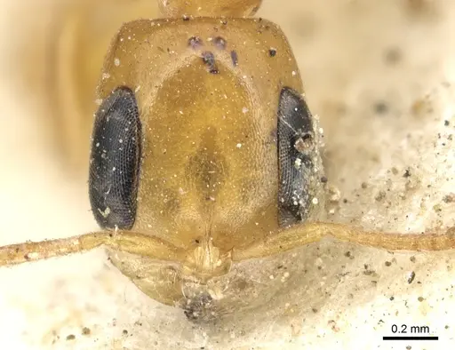 Pseudomyrmex flavidulus - CASENT0902895