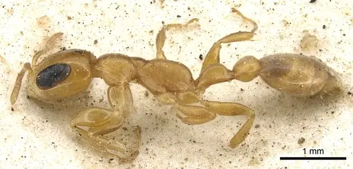 Pseudomyrmex flavidulus - CASENT0902895
