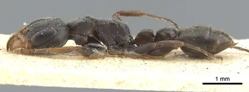 Pseudomyrmex fortis specimen