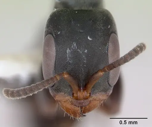 Pseudomyrmex fortis - INBIOCRI002281379