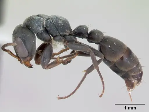 Pseudomyrmex fortis - INBIOCRI002281379