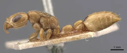 Pseudomyrmex gebellii specimen
