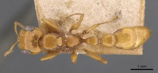 Pseudomyrmex gebellii - CASENT0907542