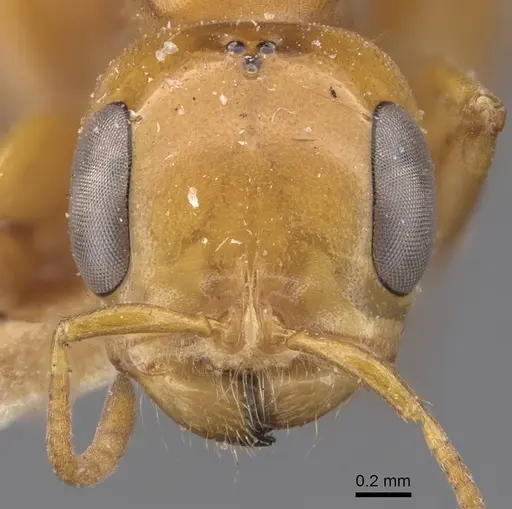 Pseudomyrmex gebellii - CASENT0907542