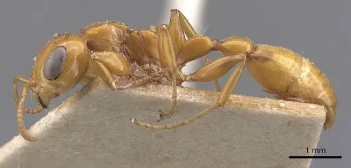 Pseudomyrmex gebellii - CASENT0907542