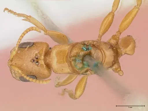 Pseudomyrmex gebellii - FOCOL0523