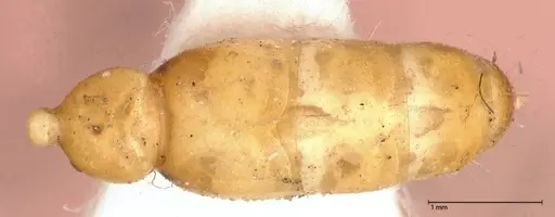 Pseudomyrmex gebellii - FOCOL0523