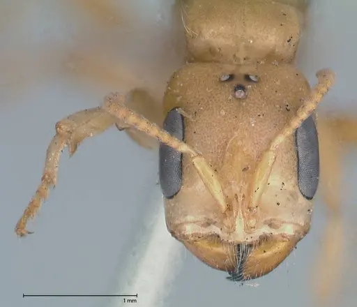 Pseudomyrmex gebellii - FOCOL0523