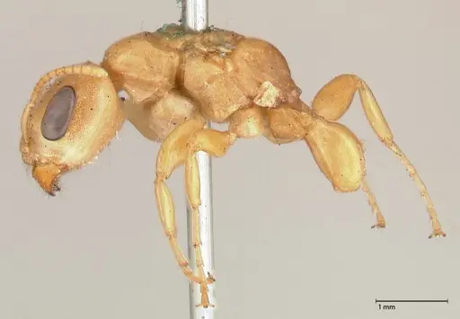 Pseudomyrmex gebellii - FOCOL0523