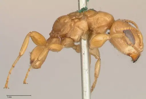 Pseudomyrmex gebellii - FOCOL0523