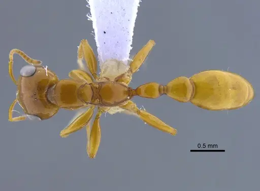 Pseudomyrmex gebellii - IAVH-E-247655