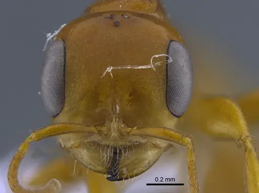 Pseudomyrmex gebellii - IAVH-E-247655