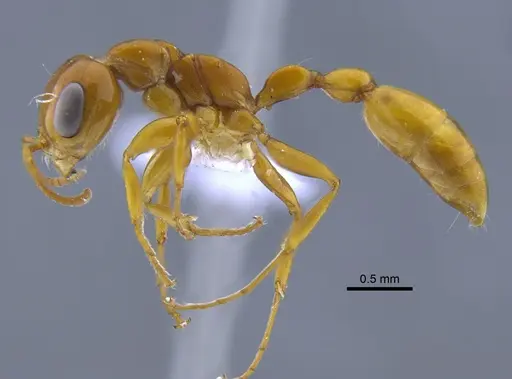 Pseudomyrmex gebellii - IAVH-E-247655